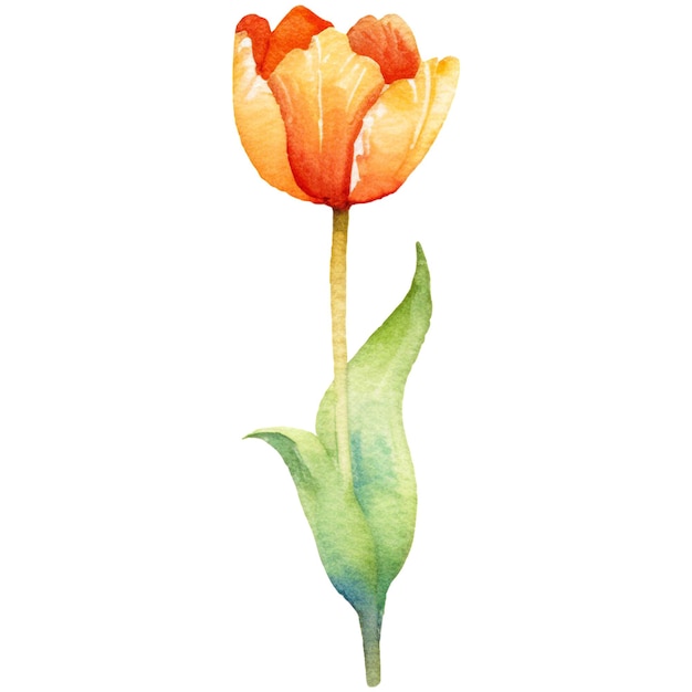 PSD akwarelowy kwiat tulipanów, ręcznie narysowany element projektowy izolowany na przezroczystym tle