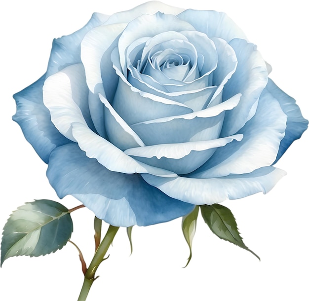 PSD akwarelowy obraz róży