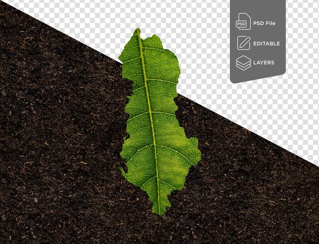 Albania map made of green leaves on soil background ecology concept 3d illustration