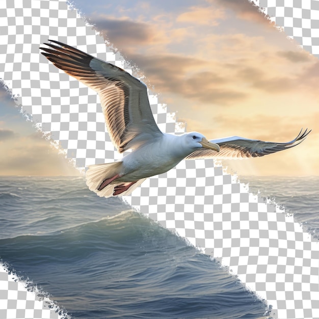 PSD albatros lecący nad morzem szkockim w kierunku przezroczystego tła falklandów