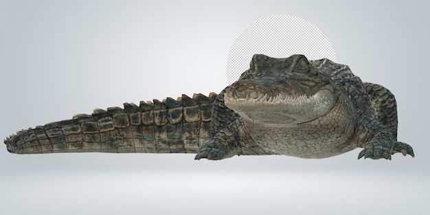 Alligator geïsoleerd op een doorzichtige achtergrond