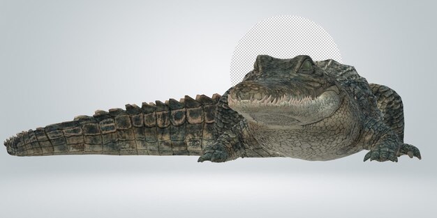 PSD alligator isolated on a transparent background