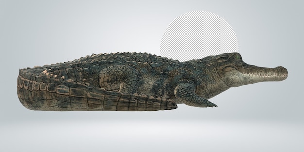 PSD alligatore isolato su uno sfondo trasparente
