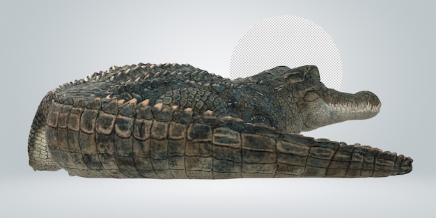 PSD alligator isolated on a transparent background