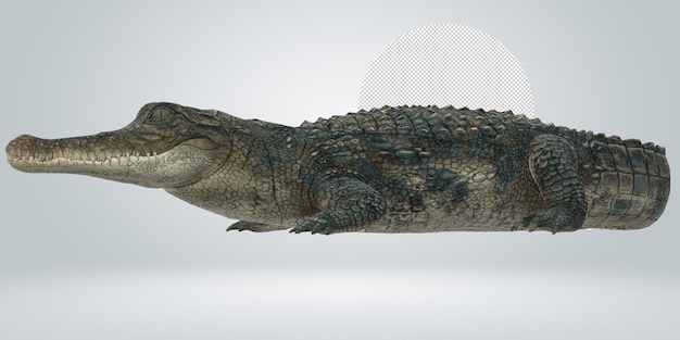 alligator isolated on a transparent background