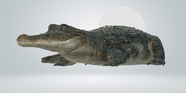 Alligator isolated on a Transparent Background