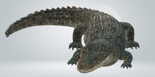 PSD alligator isolated on a transparent background