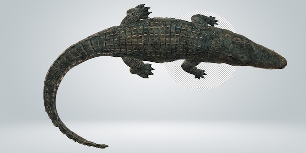 PSD alligator isolated on a transparent background