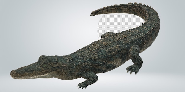 PSD alligator isolated on a transparent background