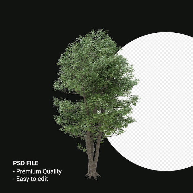 PSD alnus cordata or italian alder tree 3d render isolated on transparent background