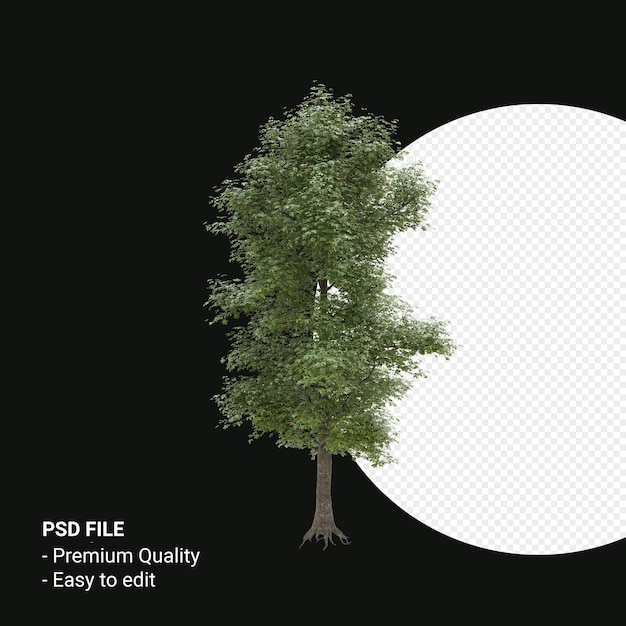 PSD alnus cordata or italian alder tree 3d render isolated on transparent background