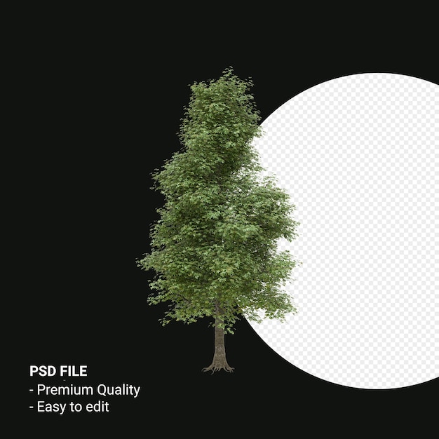 PSD alnus cordata or italian alder tree 3d render isolated on transparent background