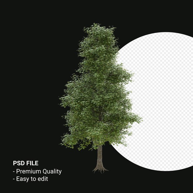 Alnus cordata of italiaanse elzenboom 3d render geïsoleerd op transparante achtergrond
