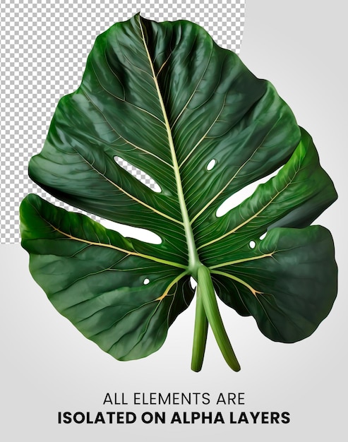 Alocasia Macrorrhiza Enkel blad geïsoleerd op alpha layer png