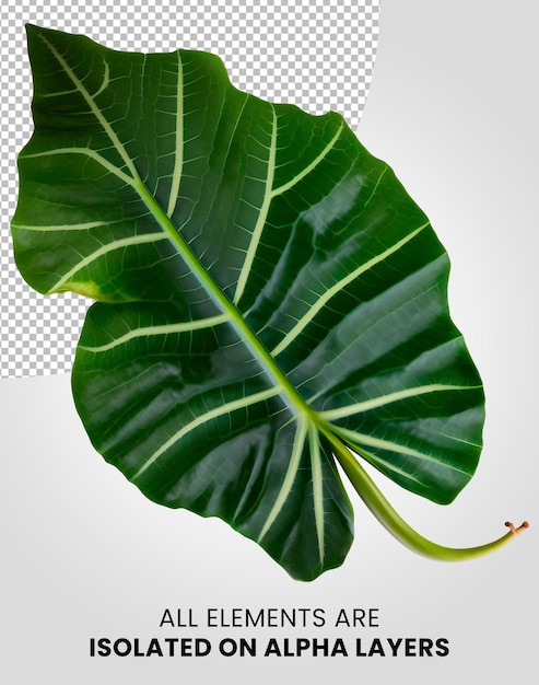 Alocasia single leaf isolated on alpha layer png