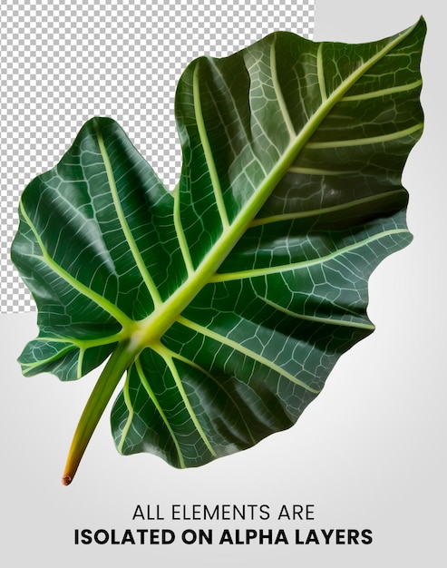 Alocasia single leaf isolated on alpha layer png