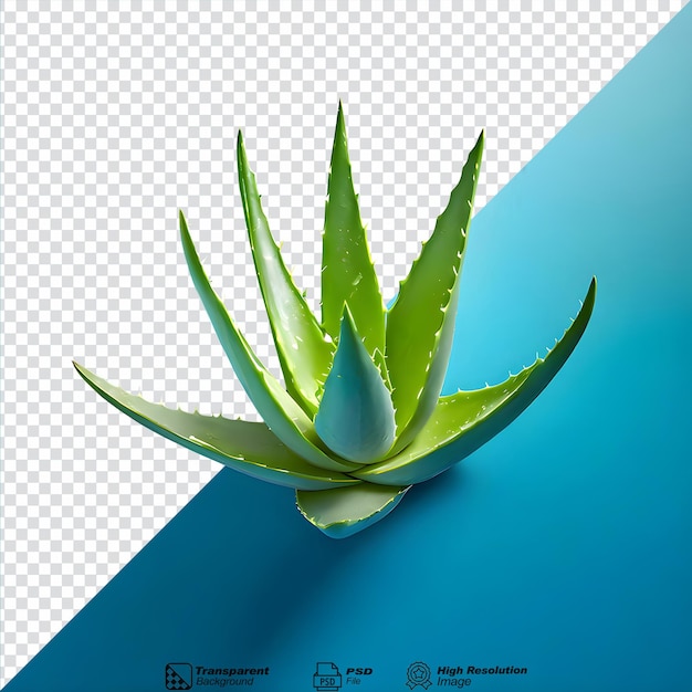 Aloe vera isolated on transparent background