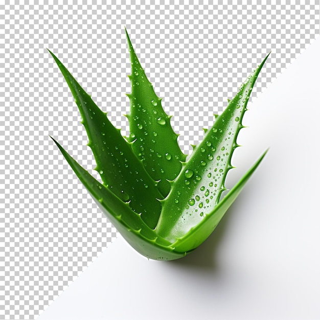 PSD aloe vera isolated on transparent background