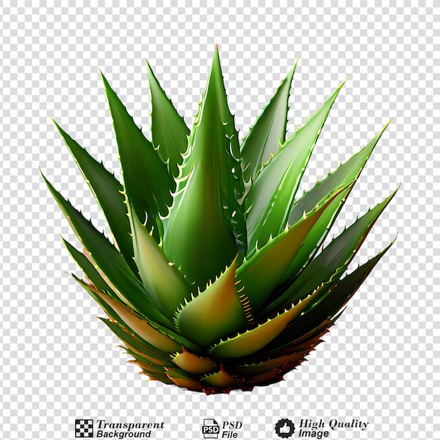 PSD aloe vera isolated on transparent background