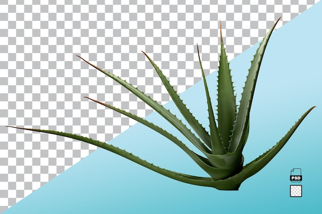 PSD aloe vera isolated on white or transparent background ai generated image