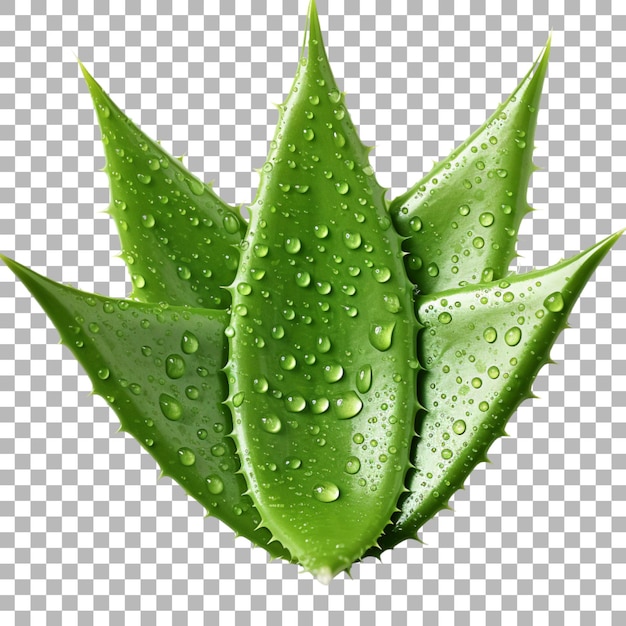 PSD aloe vera leaf on transparent background