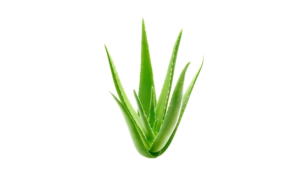 Aloe Vera na izolowanym przezroczystym tle