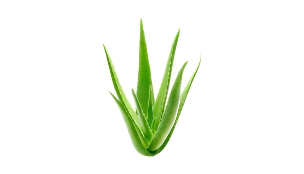 Aloe Vera Na Izolowanym Przezroczystym Tle