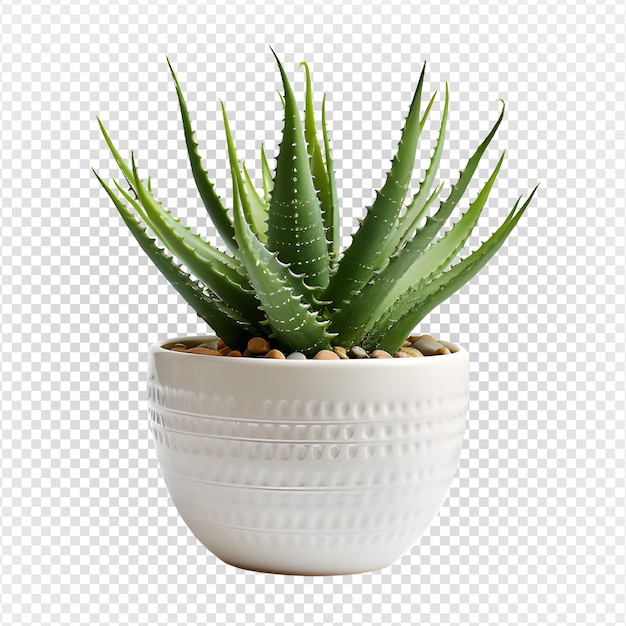 PSD pianta ornamentale di aloe vera in un vaso isolata su sfondo trasparente png generative ai