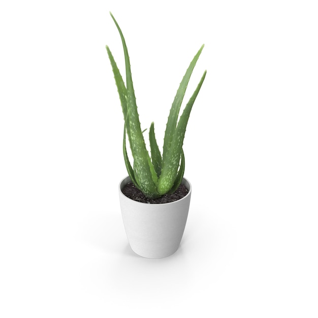 Aloe vera plant in een witte pot