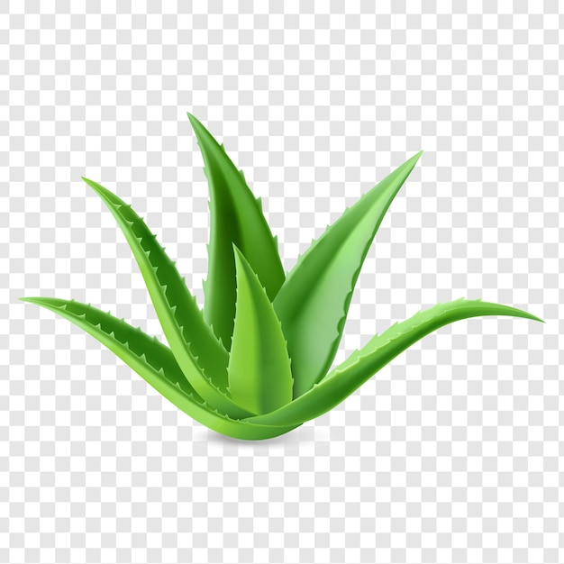 Aloe Vera-plant met groene bladeren geïsoleerd op een doorzichtige achtergrond