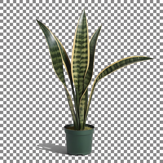 Aloe Vera png isolated on transparent background