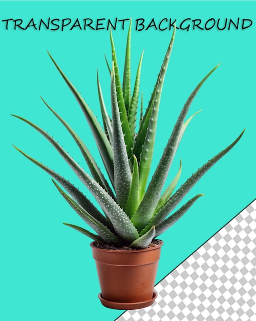 PSD aloe vera png