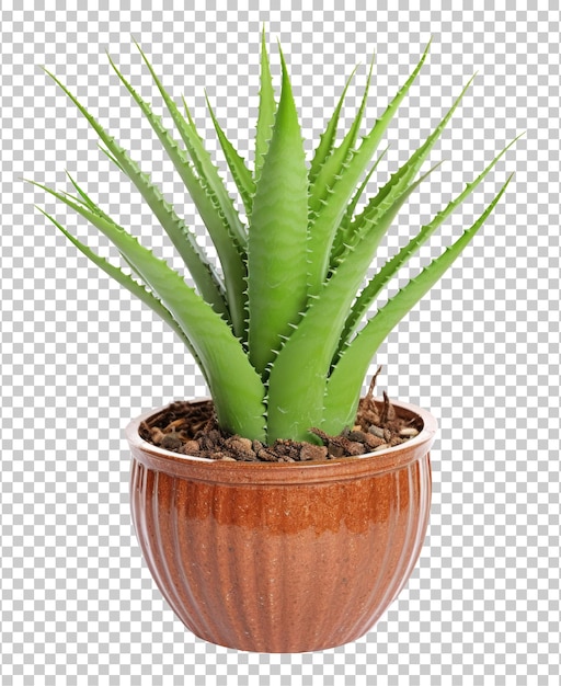 Aloe vera sul vaso isolato su sfondo trasparente