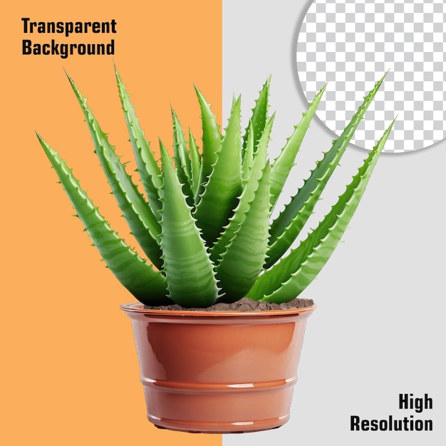 PSD aloe vera in a pot isolated on transparent or white background png