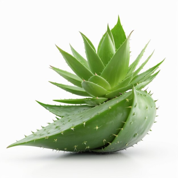 PSD aloe vera psd on a white background