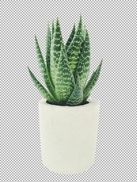 Aloe vera