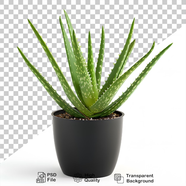 PSD aloevera is shown on a transparent background