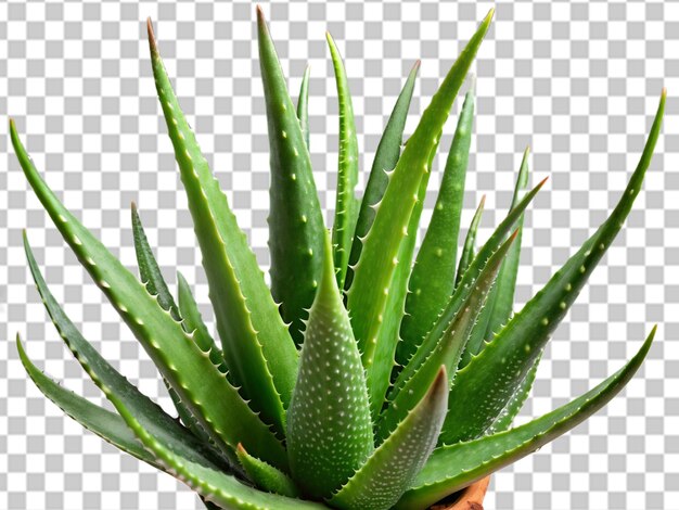 PSD aloevera on transparent background