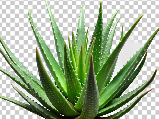 PSD aloevera on transparent background