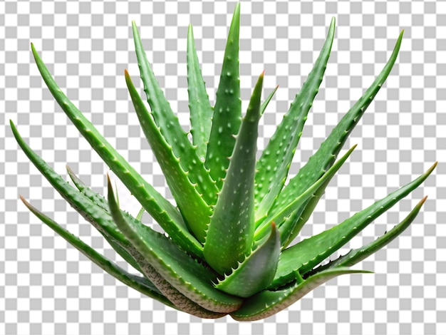 PSD aloevera on transparent background