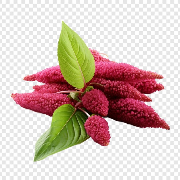 Amaranth isolated on transparent background