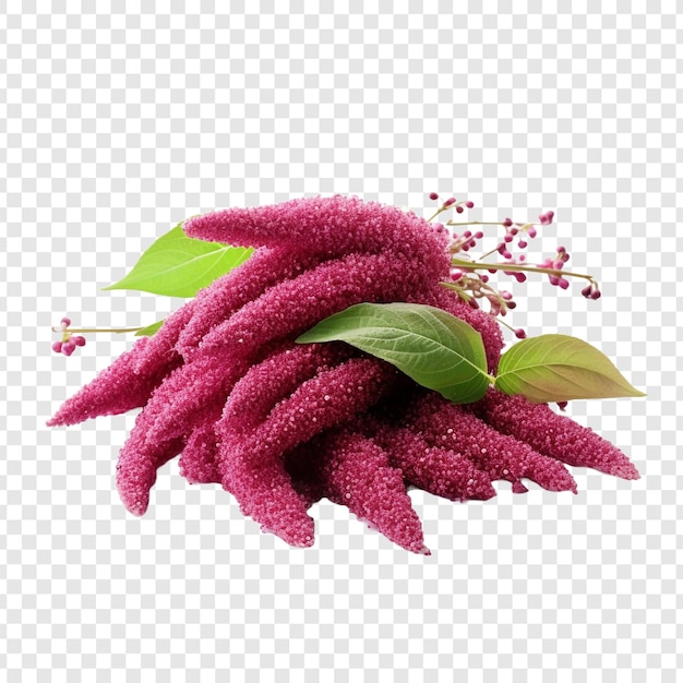 PSD amaranth isolated on transparent background