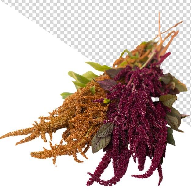 PSD アマランサスの花png