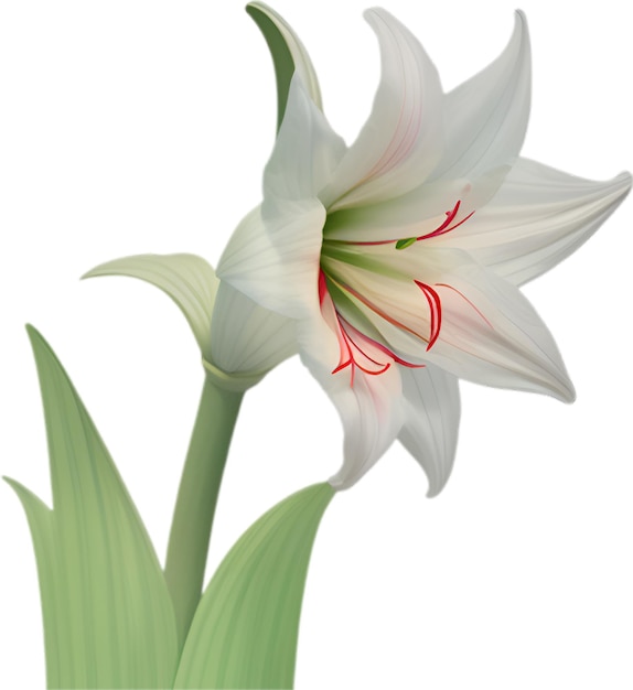 PSD amaryllis clipart una carina icona del fiore di amaryillis