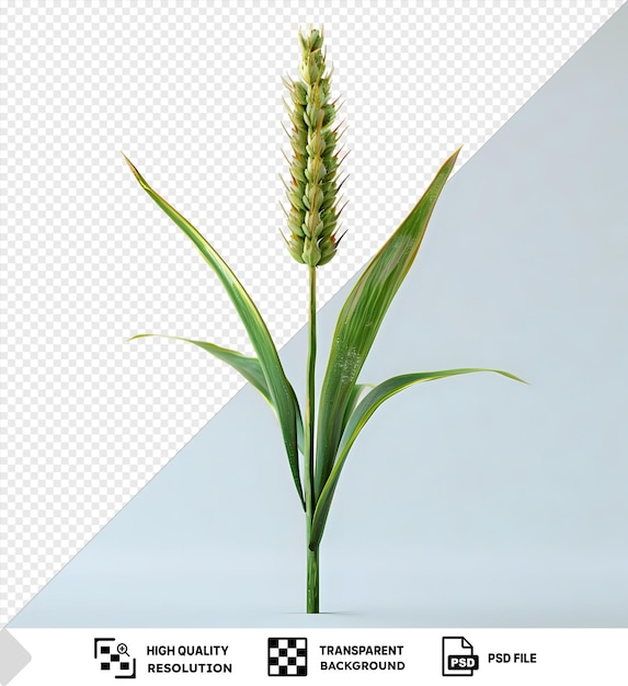 PSD amazing ear of wheat spikelet png and jpeg images in a isolated background png psd