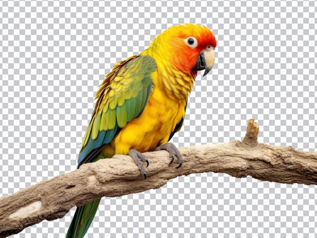 PSD amazon parrot isolated