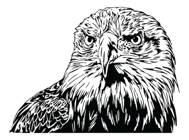 PSD american bald eagle black and white illustration