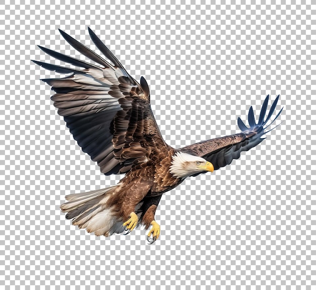 American bald eagle flying isolated on white background bald eagle in flight on isolated png