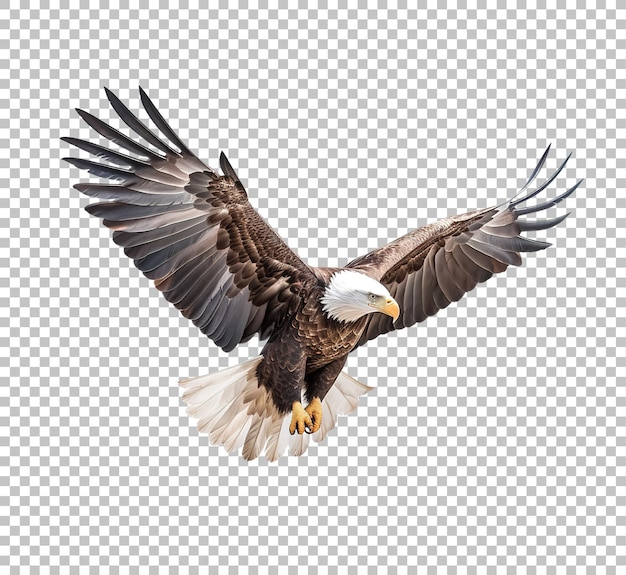 PSD american bald eagle flying isolated on white background bald eagle in flight on isolated png