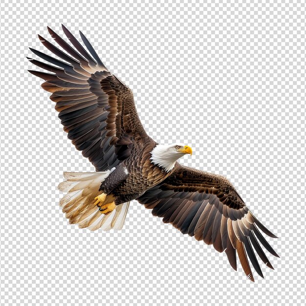 PSD american eagle bird isolated on white